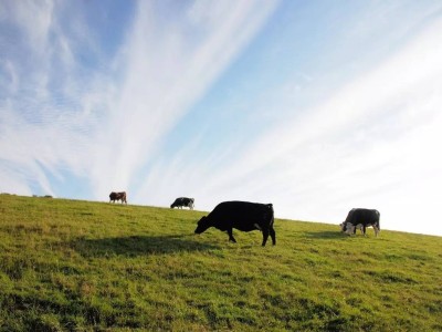 疫情过后的澳洲会是什么样子的呢?