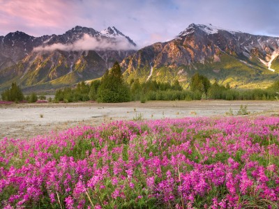 重磅官宣:加拿大恢复“旅游签证”审理啦!